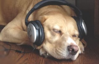 PLAYLIST PARA CACHORROS QUE FICAM SOZINHOS EM CASA FAZ SUCESSO NA EUROPA