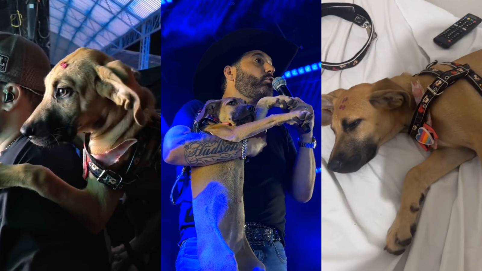 Edson, dupla de Hudson, adota cachorro e mostra bichinho assistindo ao seu show