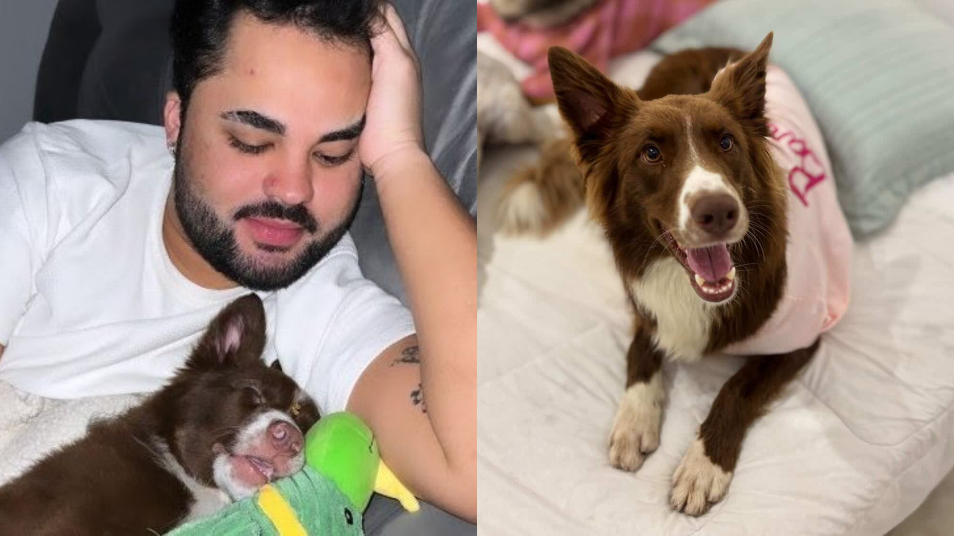 Lucas Guedez desmente acusação de abandono de cachorrinha, e creche também se pronuncia; assista
